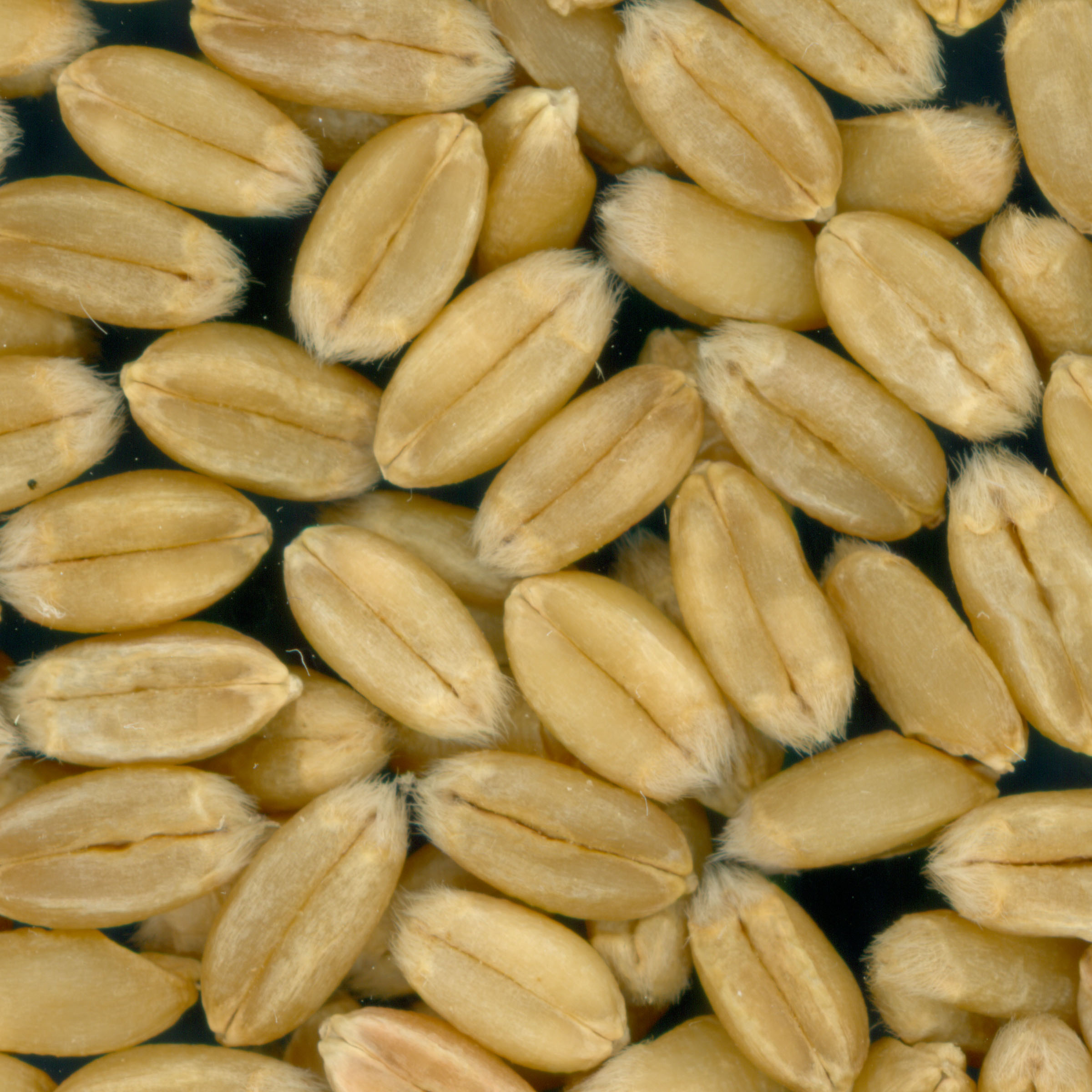 KERNELS